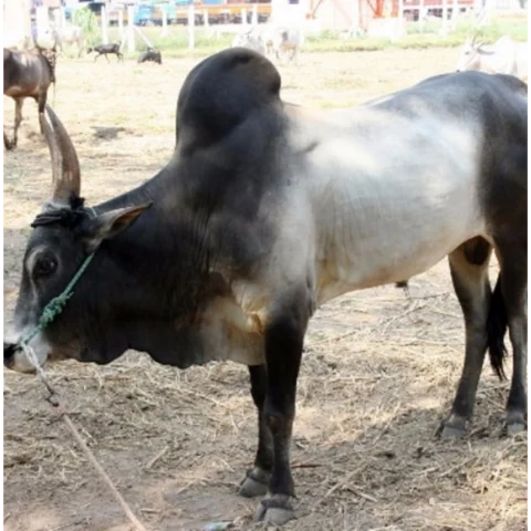 இந்தியாவில் எஞ்சியுள்ள நாட்டு மாடுகள் இவைதான்! #Interactive