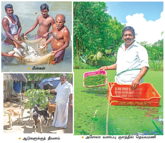 ஆடு, கோழி, மீன், அசோலா, தென்னை... அசத்தும் ஒருங்கிணைந்த பண்ணையம்!
