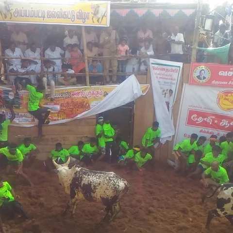 தடையை உடைத்த மாணவர்களுக்கு ’தனி’ இடம் -கோலாகலமாக துவங்கிய அய்யம்பட்டி ஜல்லிக்கட்டு!