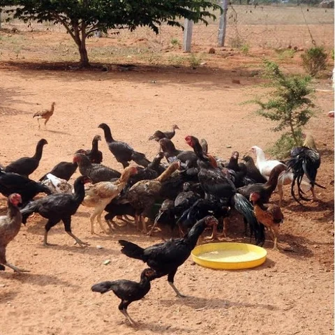 நாட்டுக் கோழி வளர்ப்பில் நஷ்டத்தைத் தவிர்க்க 4 வழிகள்..!