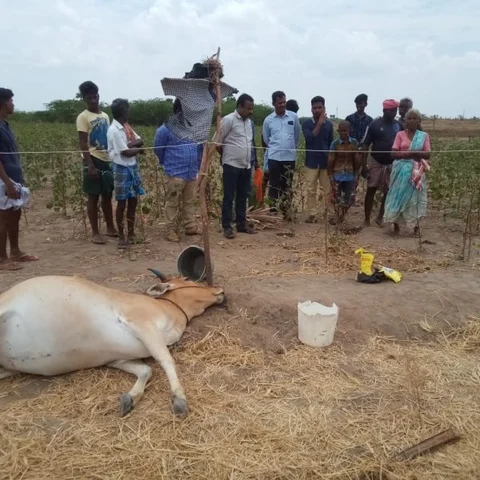 பூச்சிமருந்து கலந்த நீரைக் குடித்த பசுக்கள் உயிரிழப்பு!- தண்ணீர் தாகத்தால் நடந்த சோகம்