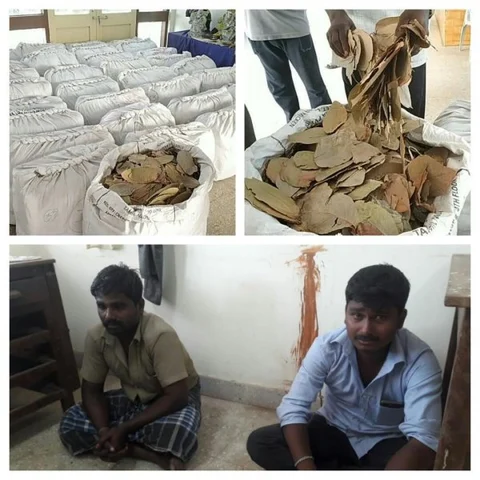 இலங்கைக்குக் கடத்த இருந்த 1,000 கிலோ பீடி இலைகள் பறிமுதல்! - சுங்கத்துறை அதிரடி