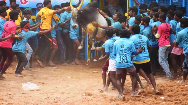 புதுச்சாவடியில் சீறிப்பாய்ந்த காளைகள்! - விமரிசையாக நடந்த 167-ம் ஆண்டு ஜல்லிக்கட்டு