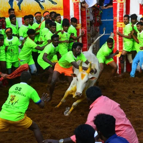 `1400 காளைகள்; 848 மாடுபிடி வீரர்கள்!' - கோலாகலமாகத் தொடங்கிய அலங்காநல்லூர் ஜல்லிக்கட்டு
