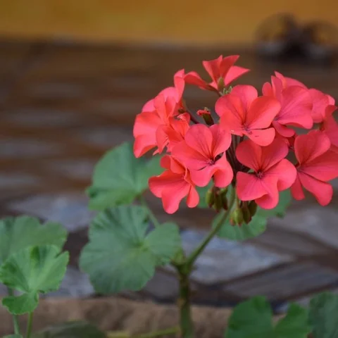 மே 17-ம் தேதி தொடங்குகிறது ஊட்டி மலர்க் கண்காட்சி!