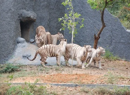 புலிக்குட்டிகளுக்கு பெயர் சூட்டினார் ஜெயலலிதா (படங்கள்)