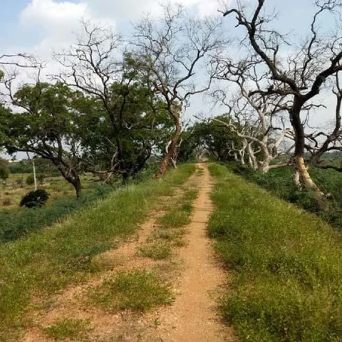 13 வருடமாக தண்ணீரில்லாத கரூர் பஞ்சப்பட்டி ஏரி... தீர்வு சொல்லும்? மாணவர்களின் ஆய்வு!