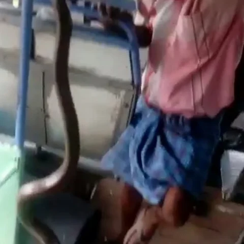 அரசுப் பேருந்தில் புகுந்த விஷப் பாம்பு! அலறியடித்து ஓடிய பயணிகள்