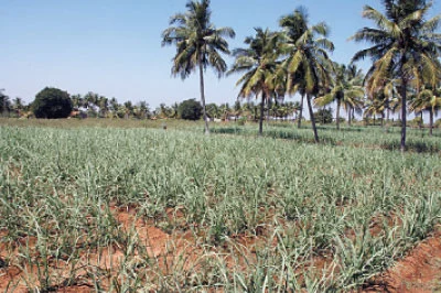 மஞ்சள், மரவள்ளி, கரும்பு...