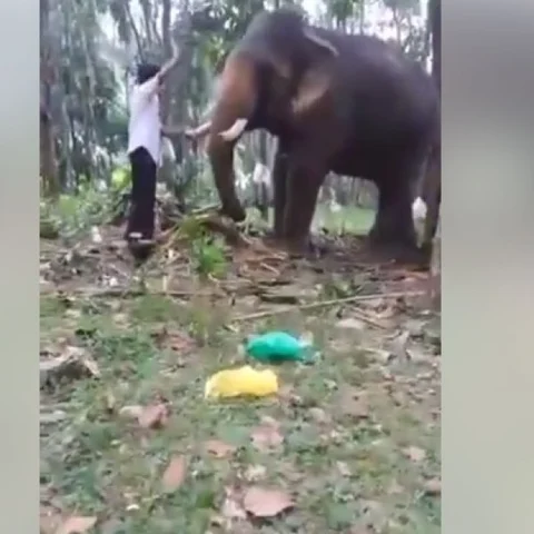 பாகுபலி ஸ்டைலில் யானைக்கு முத்தம் கொடுத்தவருக்கு நேர்ந்த கதி! #ShockingVideo