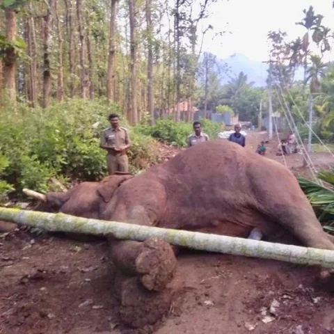 மின்கம்பியில் சிக்கிய யானை மரணம் - விதிகளை மீறி போடப்படும் மின்வேலிகளைக் கண்காணிக்க கோரிக்கை!
