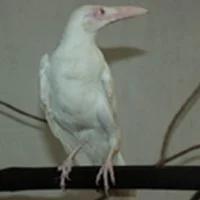 வண்டலூர் அறிஞர் அண்ணா உயிரியல் பூங்காவில் வெள்ளை காகம்!
