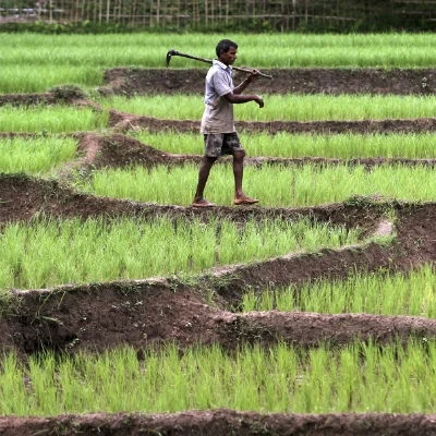 இந்திய விவசாயிகள் தினம் இன்று