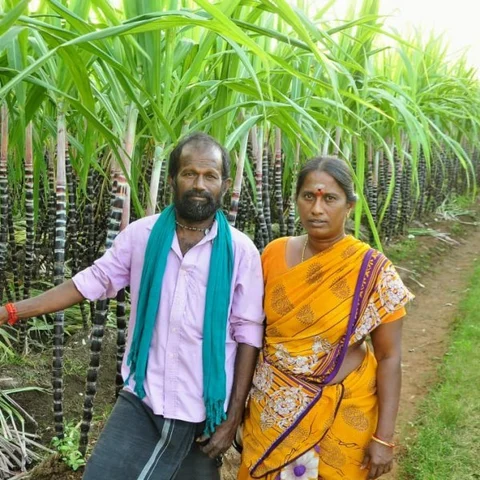 ”திண்டுக்கல் மாவட்டத்துக்கே எங்க தோட்டத்து கரும்புதான்!” - ஒரு விவசாயியின் பெருமிதம்