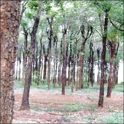 1 டன் ரூ 1 கோடி... செம்மரம் வளர்ப்பில் சிக்கல் உண்டா?