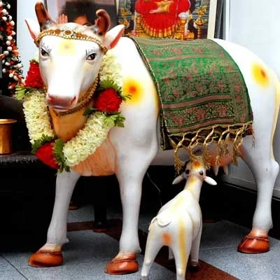 மாட்டுச்சாணத்தின் மகிமை!