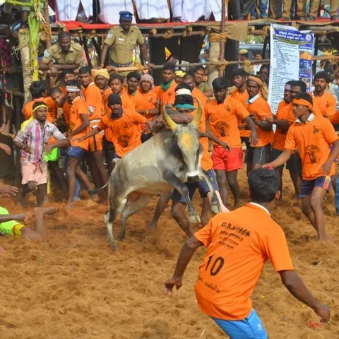 300 காளைகள்;500 மாடுபிடி வீரர்கள் - சிவகாசி அருகே 18 கிராமமக்கள் பங்கேற்ற ஜல்லிக்கட்டு!
