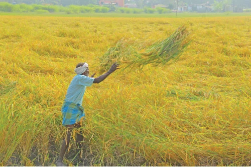 வெள்ளத்திலும் வெகுமதி கொடுத்த கிச்சலிச்சம்பா!