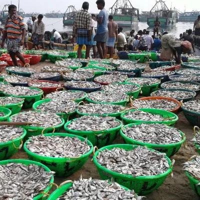 மீன் பிடி வரத்தால் மீனவர்கள் மகிழ்ச்சி