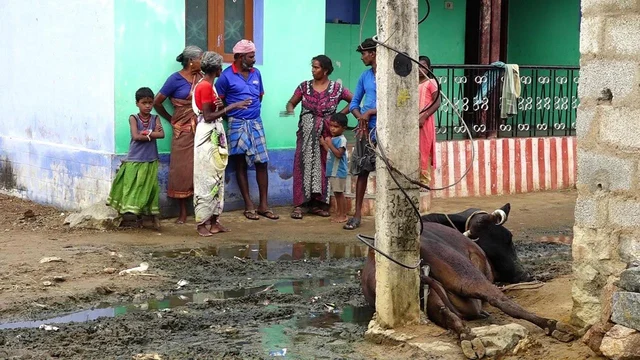 மின் வாரியத்தின் அலட்சியம் : மின்சாரம் பாய்ந்து மாடு பலியான சோகம்