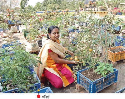 ஆரோக்கியத்தை உறுதிப்படுத்தும் மொட்டைமாடி காய்கறி !