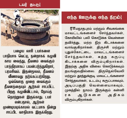 அருமையான லாபம் கொடுக்கும் ஆட்டுக்கிடா வளர்ப்பு..!