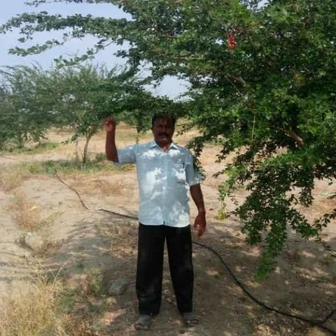 Bonanza from Kodukkapuli... Rs.9 lakh earning from 5 acres per year!