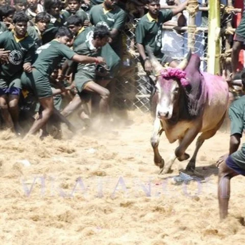 ஜல்லிக்கட்டுக் காளைகளுக்கு கோகயின், நிகோடின் பரிசோதனை!