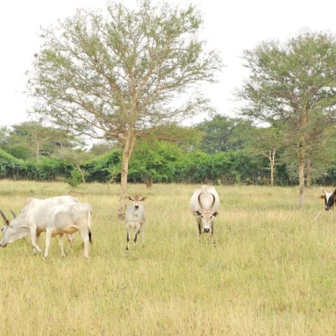 விவசாயத்தைப் போற்றும் சித்திரை..!
