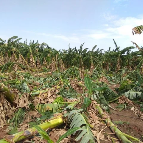 கடலூரில் சூறைக் காற்று..! 300 ஏக்கர் வாழை மரங்கள் சேதம்