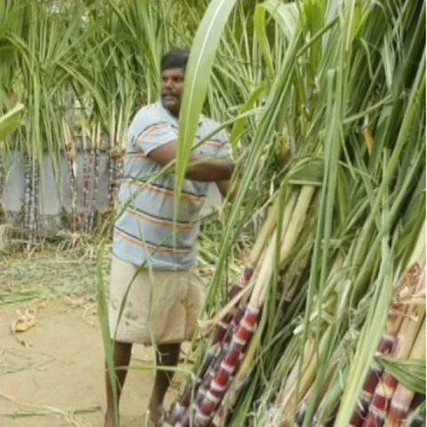 கைதிகளே பயிரிடப்பட்ட கரும்பு... பாளையங்கோட்டை சிறையில் விற்பனை அமோகம்!