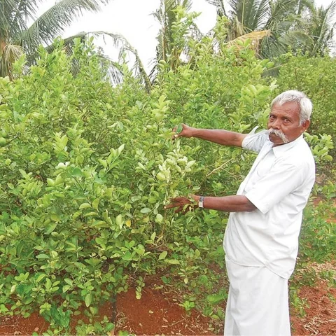 300 trees with ₹ 7 lakhs income... Grow lemons grow rich!