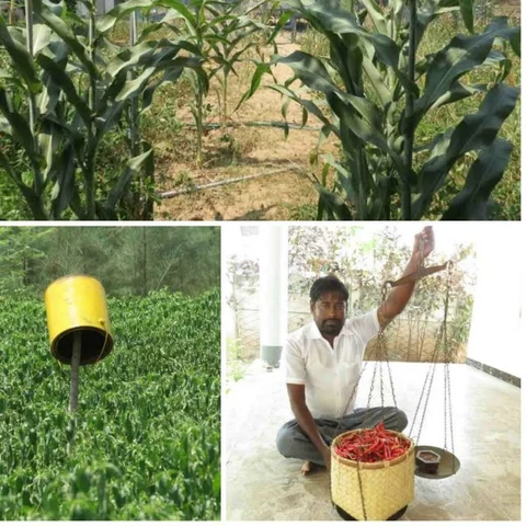 புகையிலை விளைந்த நிலத்தில் இயற்கை விவசாயம்... சாதித்த தமிழக விவசாயி! #MustRead