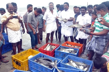 ராமநாதபுரத்தில் கூண்டு மீன்கள் அறுவடை!