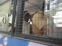 காடுவெட்டி குருவுக்கு காவல் நீட்டித்து நீதிபதிகள் உத்தரவு