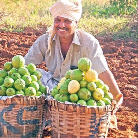 Guava aplenty in 10 acres with an income of 30 lakhs..!