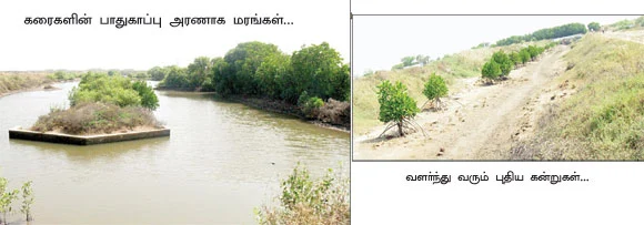 லட்சக்கணக்கில் பெருகிய அலையாத்தி..!