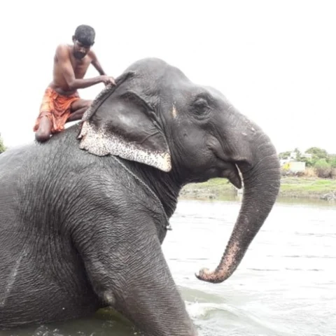 'பணியறிஞ்ச ஆனைங்க இது!'... `ஒருநாள் மாவூத்துகளை' கவர்ந்த மதுரை சுமதி யானை