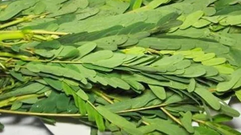 Multi - Benefits of Agathi Keerai