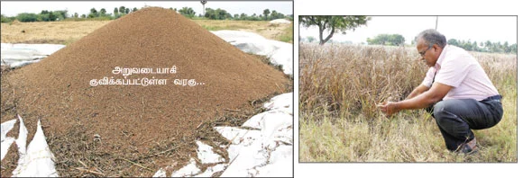 வறட்சியிலும் வாடாத வரகு...பாடில்லாமல் தருமே வரவு !