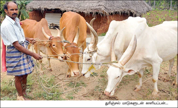 துரிஞ்சல் இலை மாடுகள்... நெகிழ வைக்கும் நாட்டுரகம் !