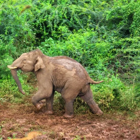 பதற்றம்... பயம்... பரிதவிப்பு... ஒரு யானை ஊருக்குள் சிக்கிக்கொண்டால்? #VikatanExclusive