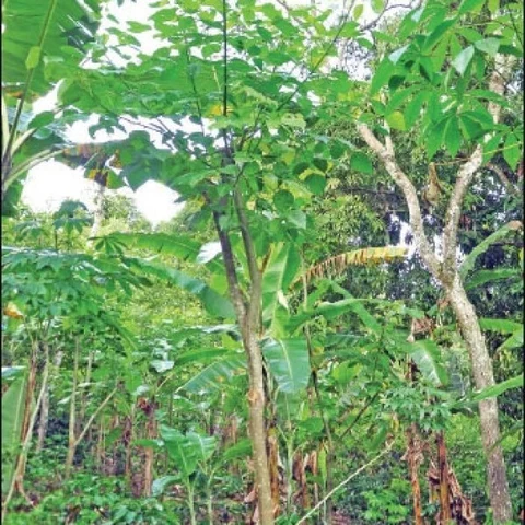 Weekly Income of ₹ 4000… Appeasing Cultivation of Plantation Crops