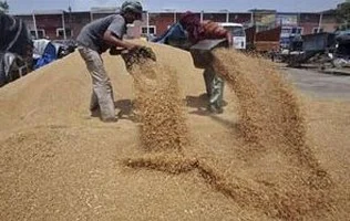 மரபணு மாற்று விதைகளும்... மாய்மால விஞ்ஞானிகளும்!