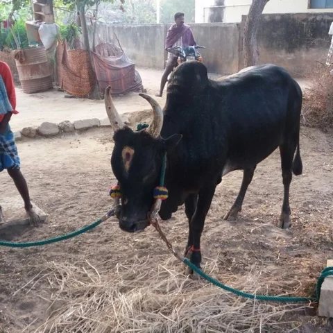அலங்காநல்லூரில் தொலைந்த கறுப்பனைக் கண்டுபிடித்த வாட்ஸ்அப்! நெகிழ்ந்த மாலத்தீவு இளைஞர்