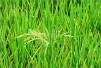 அதிக மகசூல் பெறும் 36 விவசாயிகளுக்கு பரிசு: ஜெயலலிதா அறிவிப்பு!