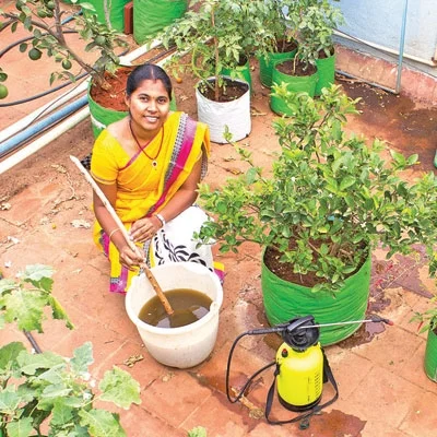பஞ்சகவ்யா! - 19 - மாடித்தோட்டத்திலும் மகத்தான மகசூல்!