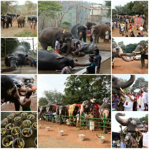 தொடங்கியது யானைகள் நலவாழ்வு முகாம்! ஸ்ரீரங்கம் ஆண்டாளுக்கு முதல் மரியாதை