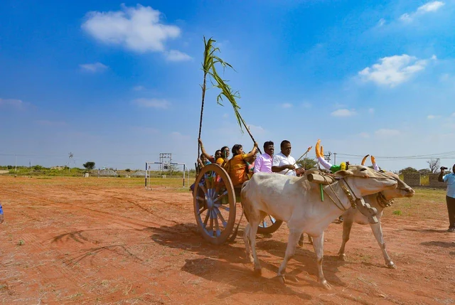 `மாட்டுவண்டி பயணம்; உறியடி போட்டி!’ - பொங்கல் வைத்து தைத்திருநாள் கொண்டாடிய மாணவிகள்