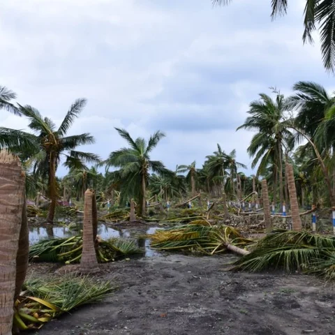 ஒரு தென்னைக்கு ரூ.50,000 கேட்டு வழக்கு! - தமிழக அரசு பதிலளிக்க உயர் நீதிமன்றம் உத்தரவு